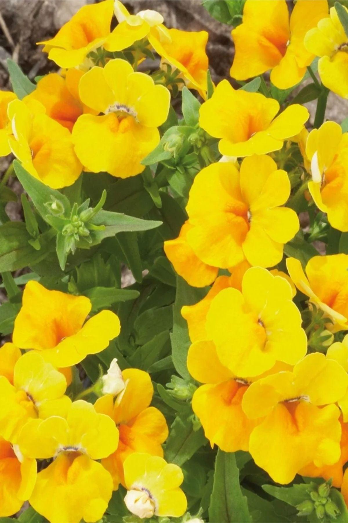 10 Adet"Limon Nemezya Çiçeği Fidesi(pot saksı:5-10cm): Doğal Yaşamı Destekleyen Çiçekler"