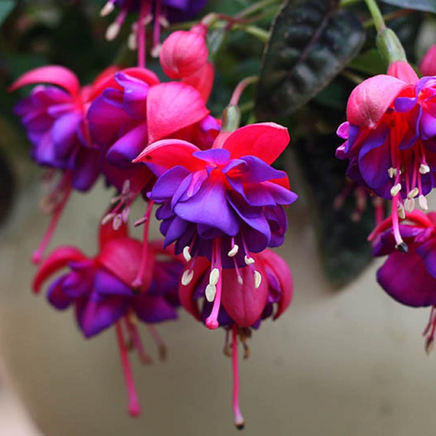 10 Adet Marbeller Purple Rain Küpeli Çiçeği Fidesi - Katlı Çiçekli - Mini Saksı 5-10 cm