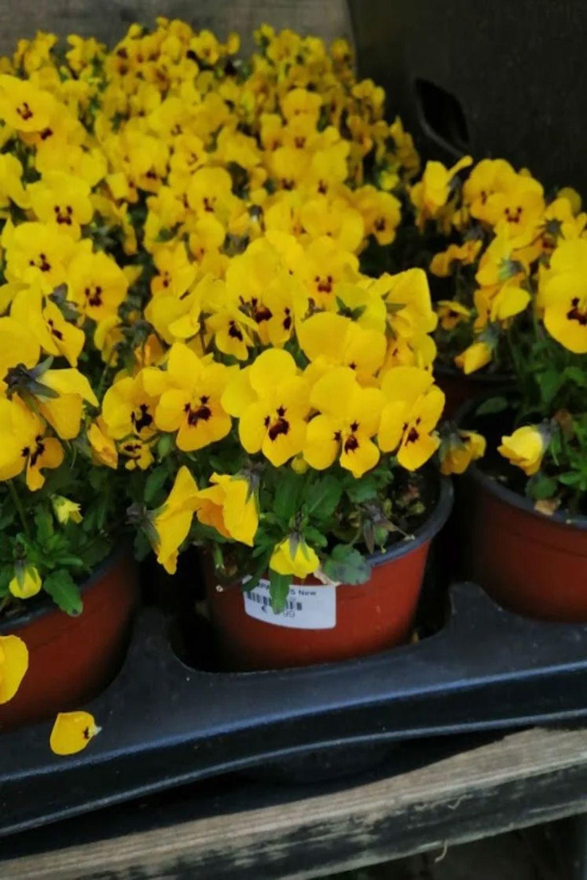 10 Adet"Limon Nemezya Çiçeği Fidesi(pot saksı:5-10cm): Doğal Yaşamı Destekleyen Çiçekler"