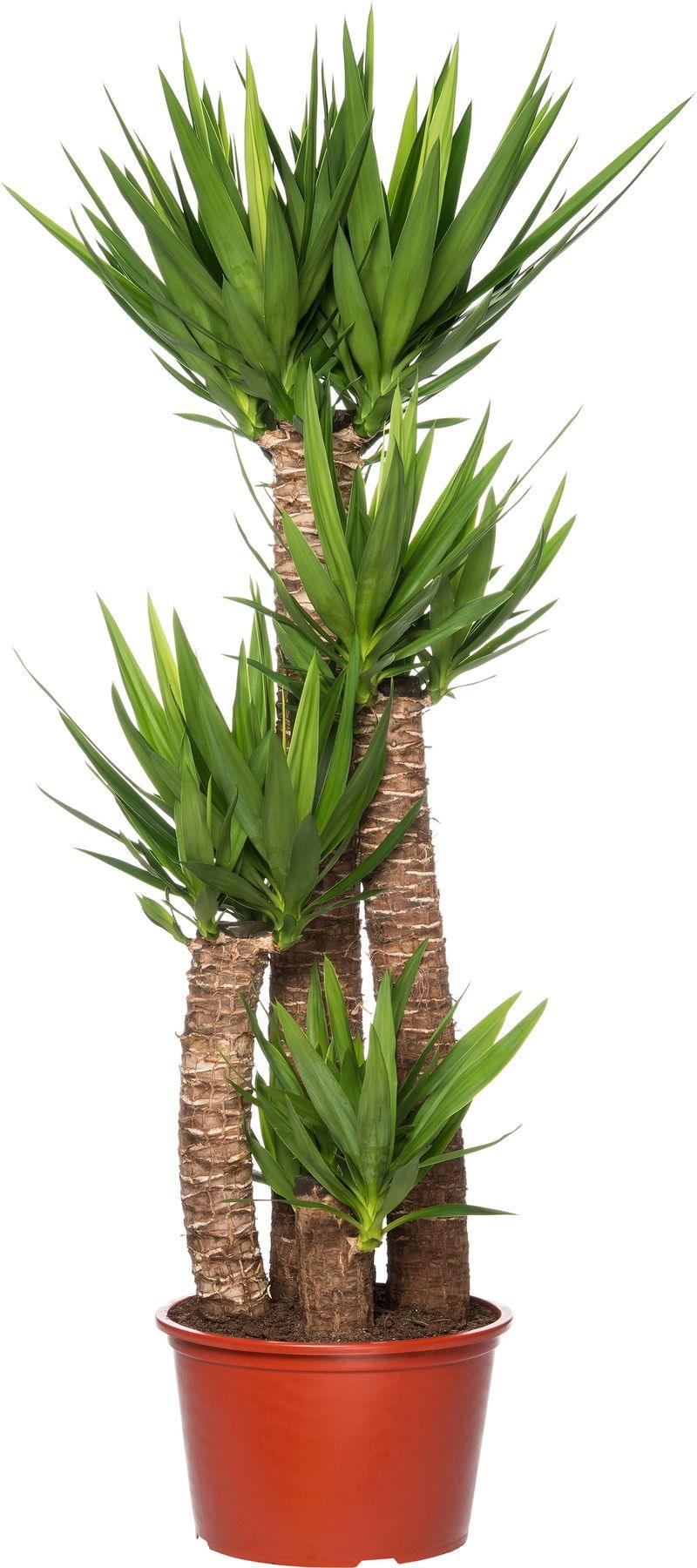 4 Gövdeli Yuka Çiçeği - (Avize Çiçeği - Yucca Elephantipes) 160-170 cm | Tropik Dekorasyon İçin Mükemmel Seçim"