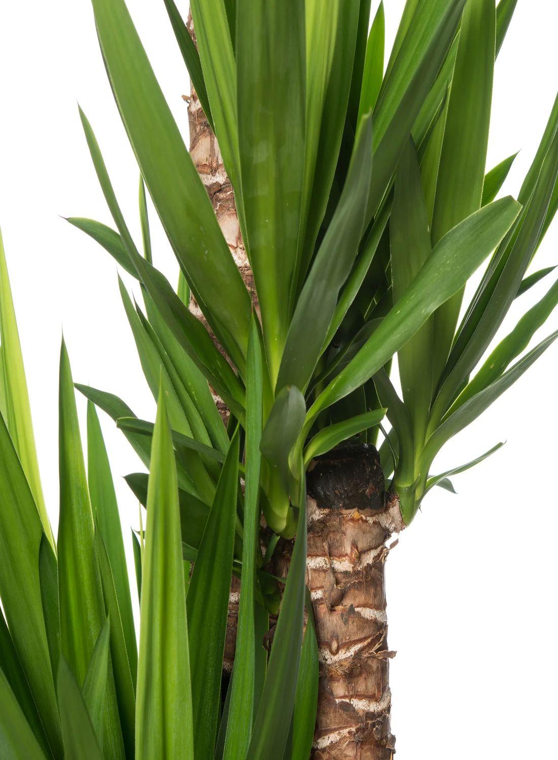 4 Gövdeli Yuka Çiçeği - (Avize Çiçeği - Yucca Elephantipes) 160-170 cm | Tropik Dekorasyon İçin Mükemmel Seçim"