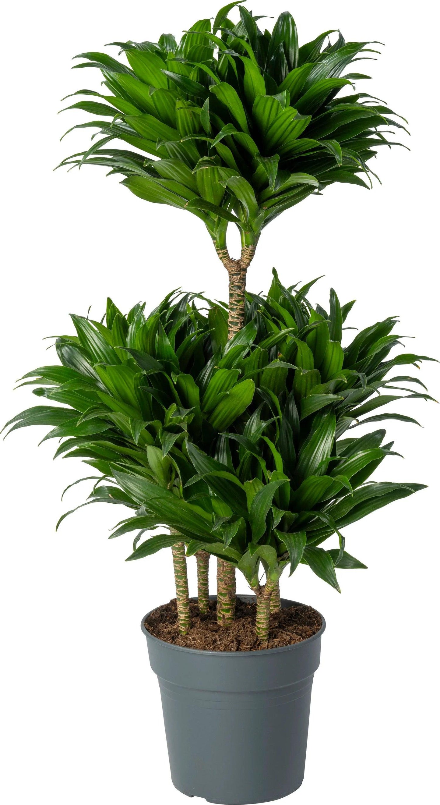 Dracaena Compacta: 90-100 cm Large Boyutta 3 Gövdeli Bitki | Ev ve Ofis İçin Harika Seçim"