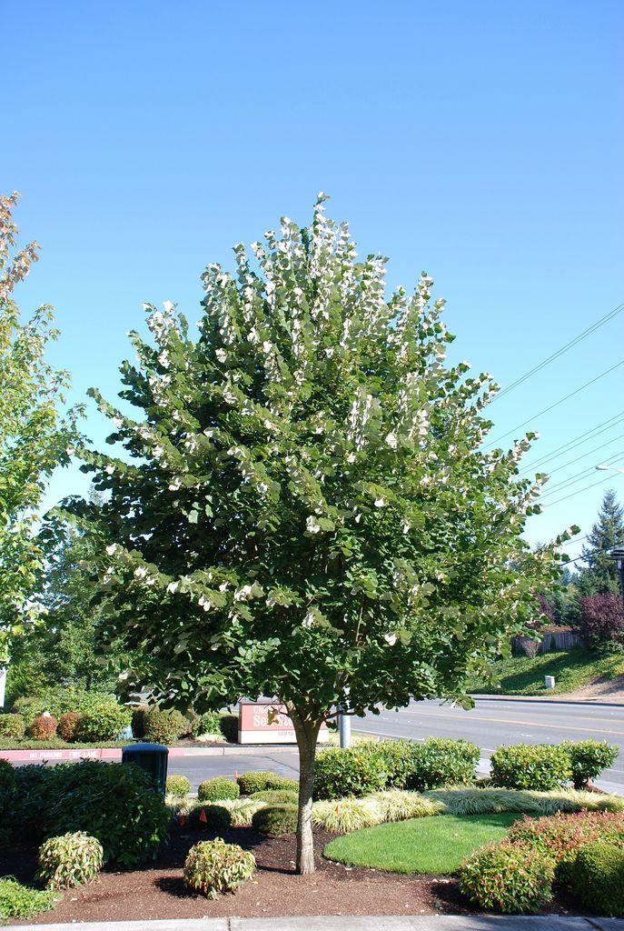 4 Adet Gümüşi Ihlamur Fidanı 80-120 cm (Tilia Tomentosa Argentea)