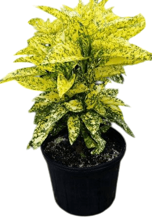 10 Adet Aucuba Japonica Bitkisi(20-40cm) – Bahçeniz İçin Zarif ve Dayanıklı Seçim