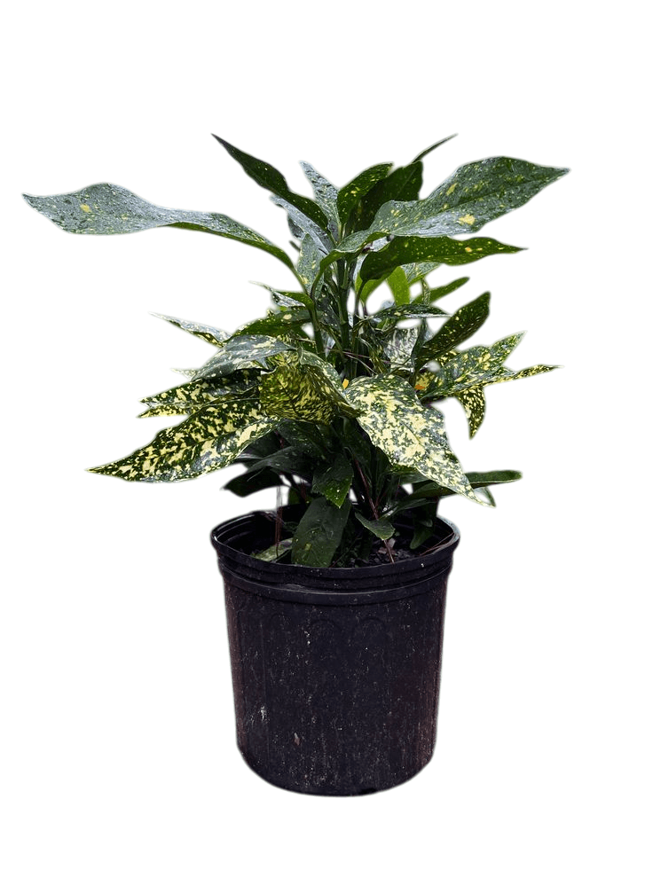 10 Adet Aucuba Japonica Bitkisi(20-40cm) – Bahçeniz İçin Zarif ve Dayanıklı Seçim