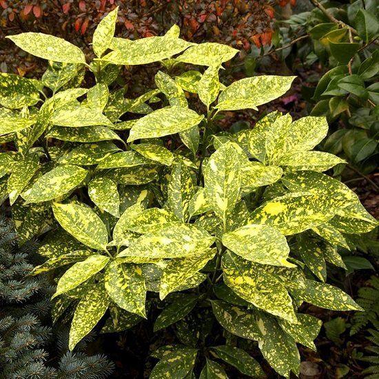 10 Adet Aucuba Japonica Bitkisi(20-40cm) – Bahçeniz İçin Zarif ve Dayanıklı Seçim
