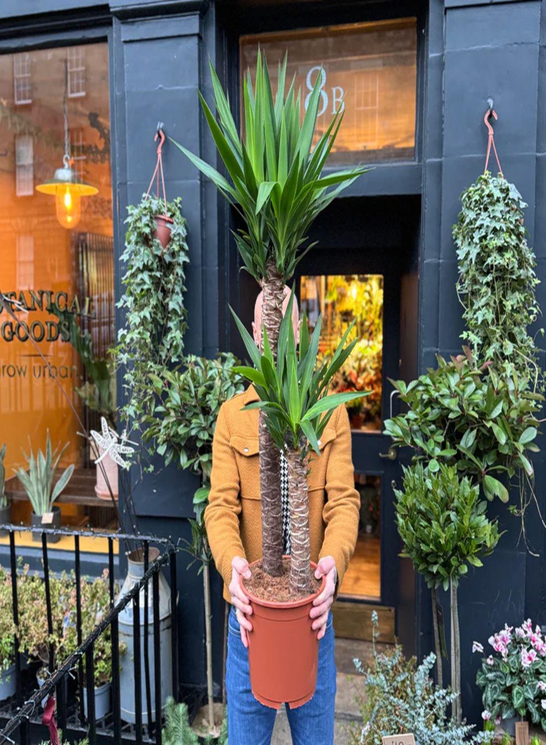 130-150 cm 2 Gövdeli Yuka Çiçeği - Yucca Elephantipes Avize Çiçeği İç Mekan Dekorasyonu İçin Şık Seçenek