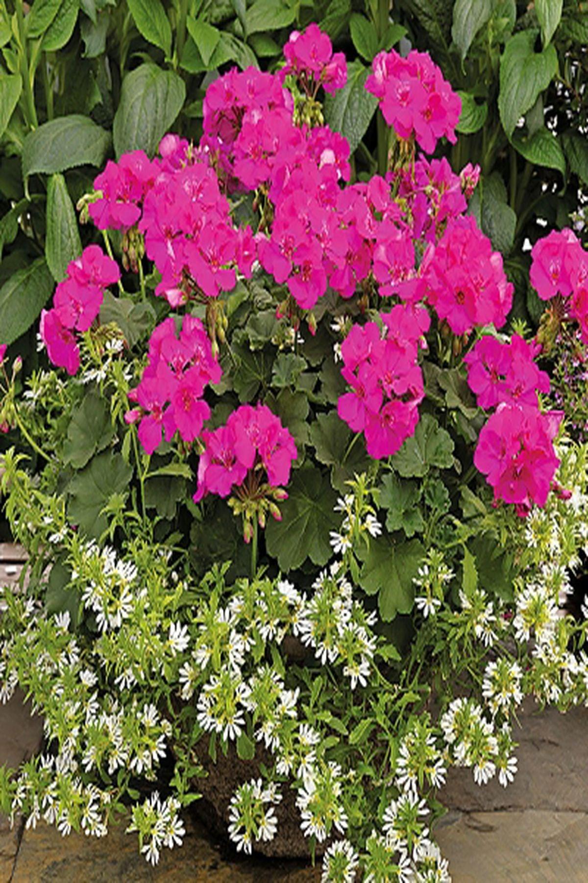 10 Adet Çiğ Pembe Renk Sardunya Fidesi(5-10cm)"Summer Lovers Lavender Rose: Bahçenizi Lavanta ve Gül Tonlarıyla Renklendirin!"