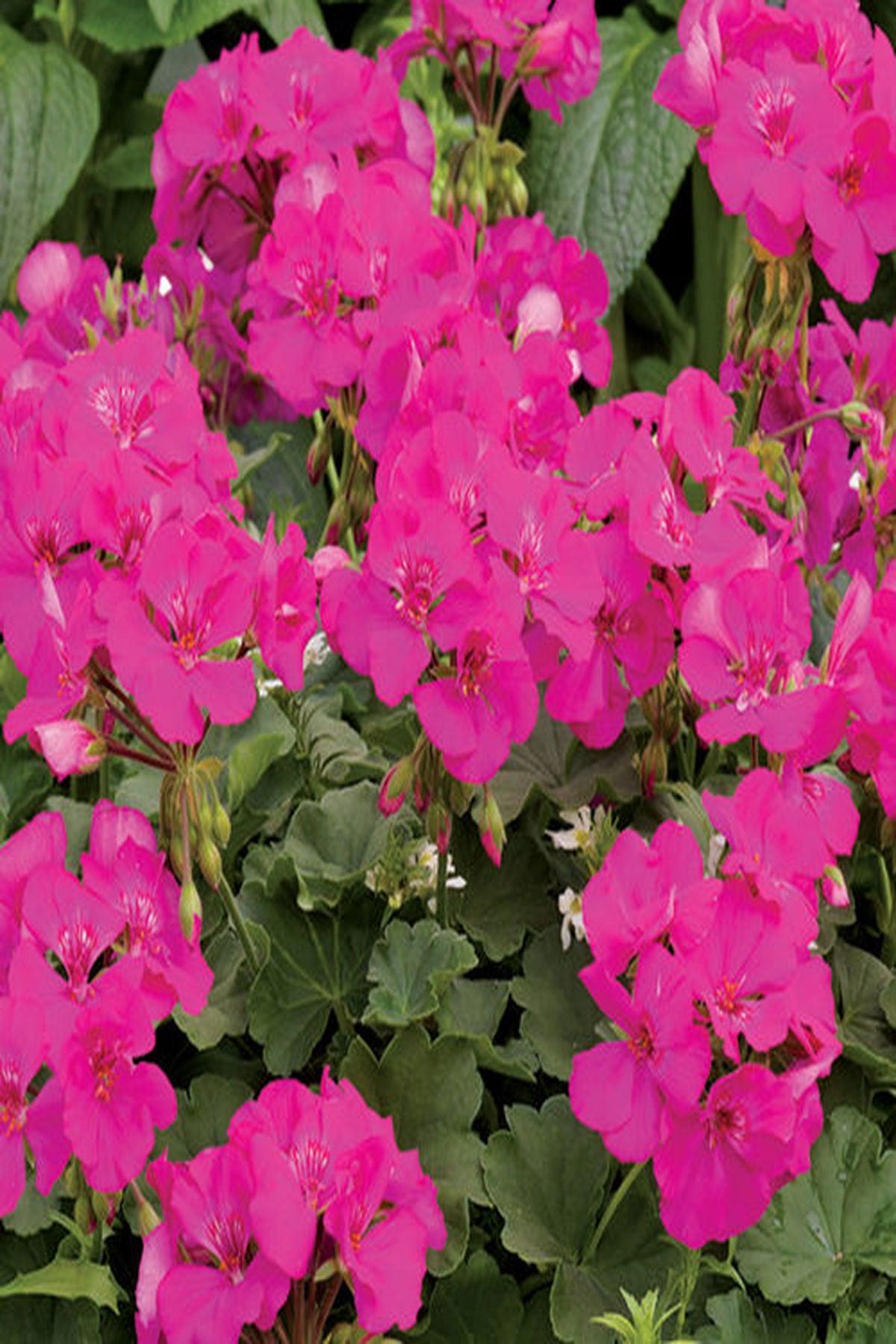 10 Adet Çiğ Pembe Renk Sardunya Fidesi(5-10cm)"Summer Lovers Lavender Rose: Bahçenizi Lavanta ve Gül Tonlarıyla Renklendirin!"