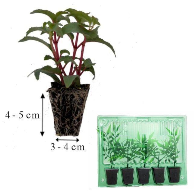 10 Adet Küpe Çiçeği Fidesi - Fuchsia Swingtime (Dev Katmerli Çiçekli) - Mini Saksı 5-10 cm