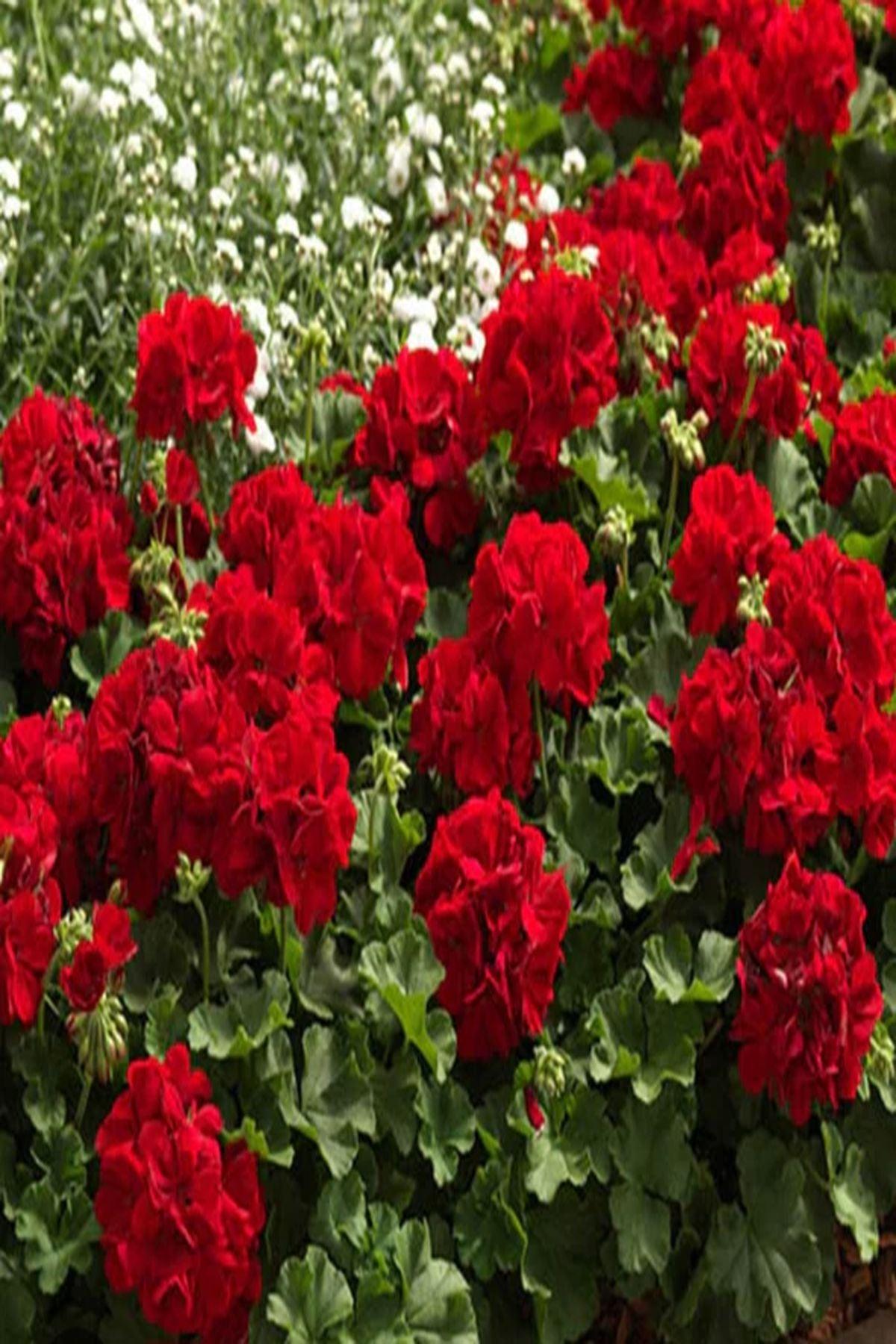 10 Adet Kırmızı Sardunya(pot saksı-5-10 cm)"Summer Lovers Scarlet: Yaz Boyu Canlı Kırmızı Çiçekler"