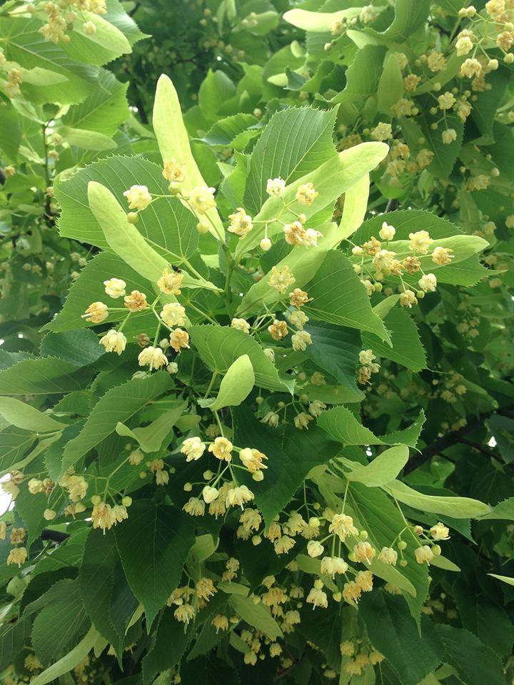 4 Adet Gümüşi Ihlamur Fidanı 80-120 cm (Tilia Tomentosa Argentea)