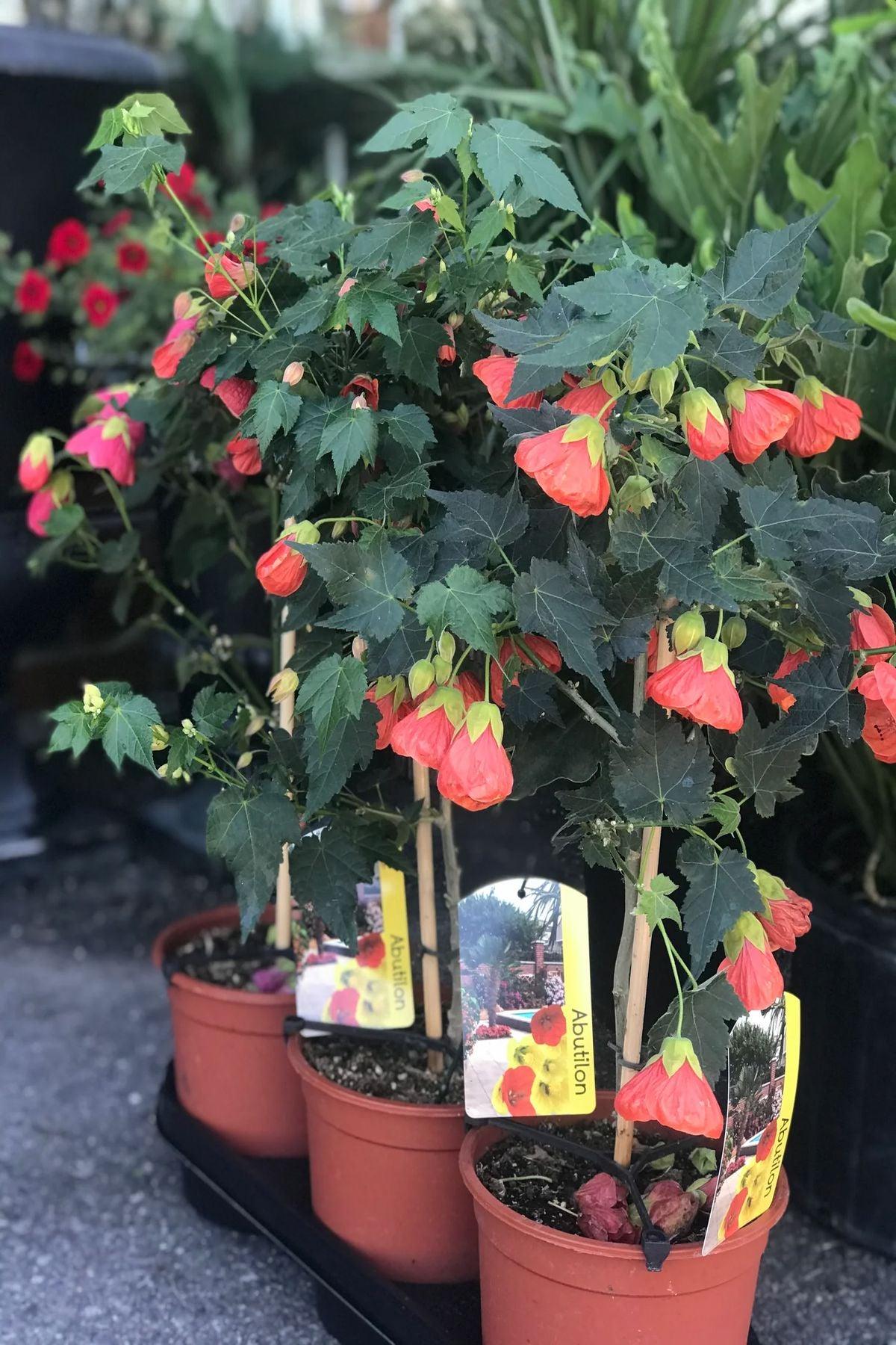 Kiremit Kırmızı Abutilon Fidesi (pot saksı-5-15 cm): Balkon ve Bahçeler İçin Muhteşem Seçim | ModaBotanik
