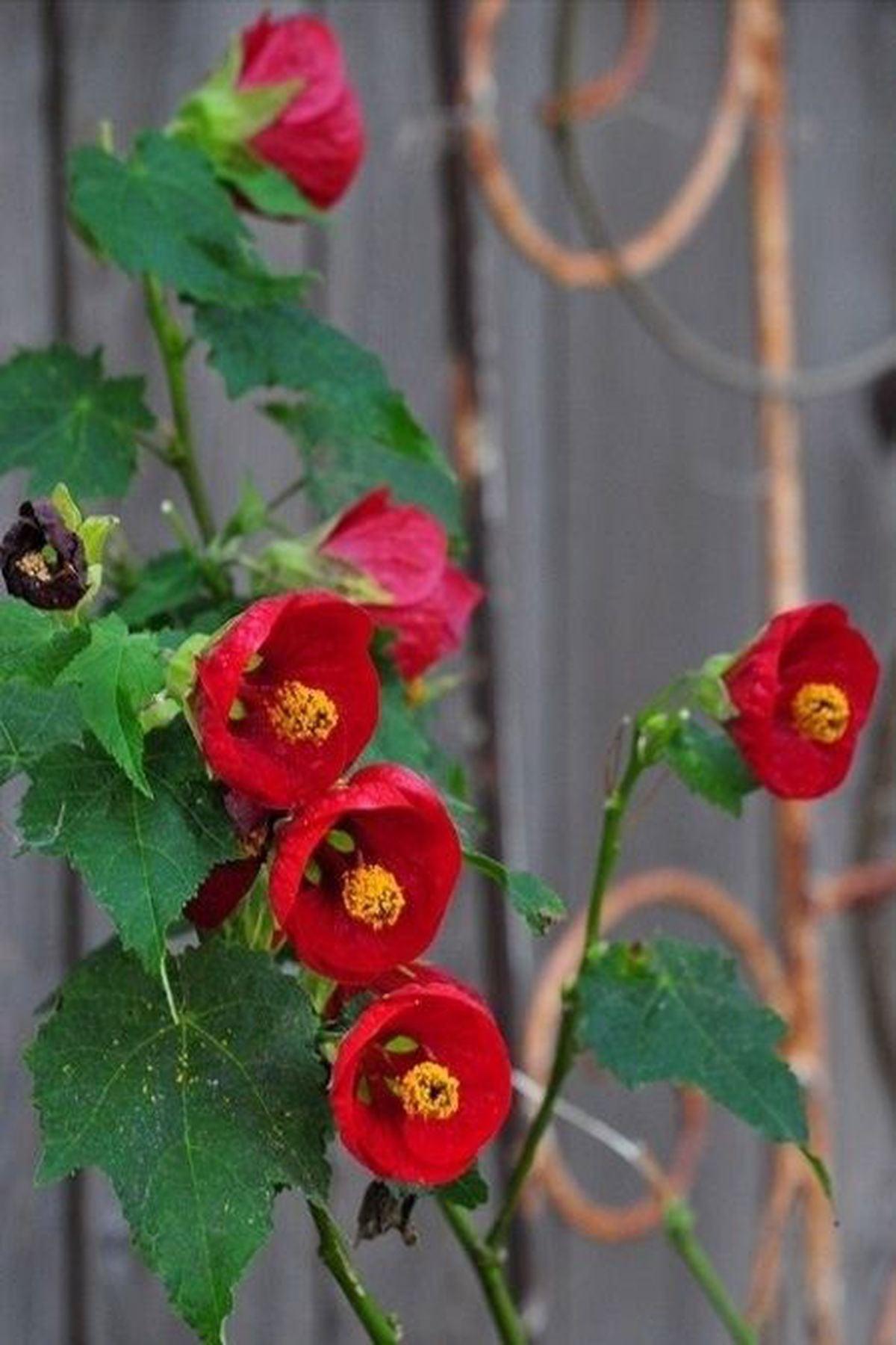 Kiremit Kırmızı Abutilon Fidesi (pot saksı-5-15 cm): Balkon ve Bahçeler İçin Muhteşem Seçim | ModaBotanik