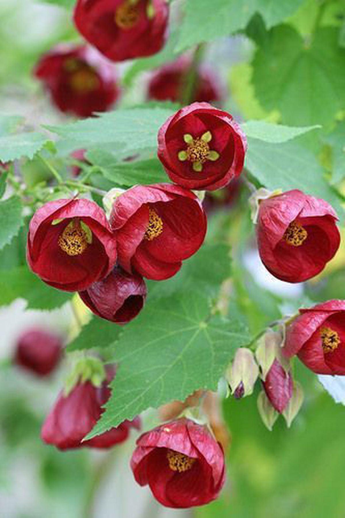 Kiremit Kırmızı Abutilon Fidesi (pot saksı-5-15 cm): Balkon ve Bahçeler İçin Muhteşem Seçim | ModaBotanik