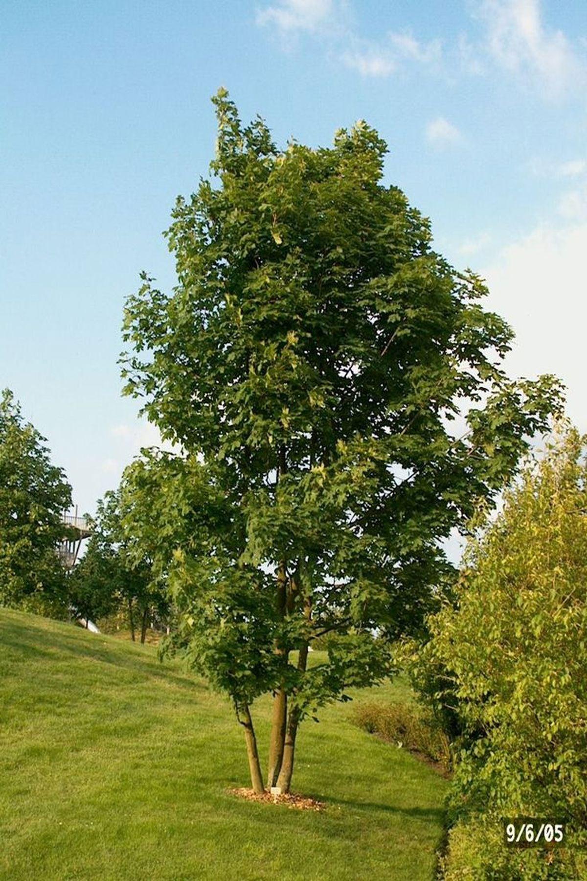 3 Adet Acer Pseudoplatanus (Yalancı Çınar Yapraklı Akçaağaç)+50 cm - Bahçenize Zarafet ve Gölge Katın