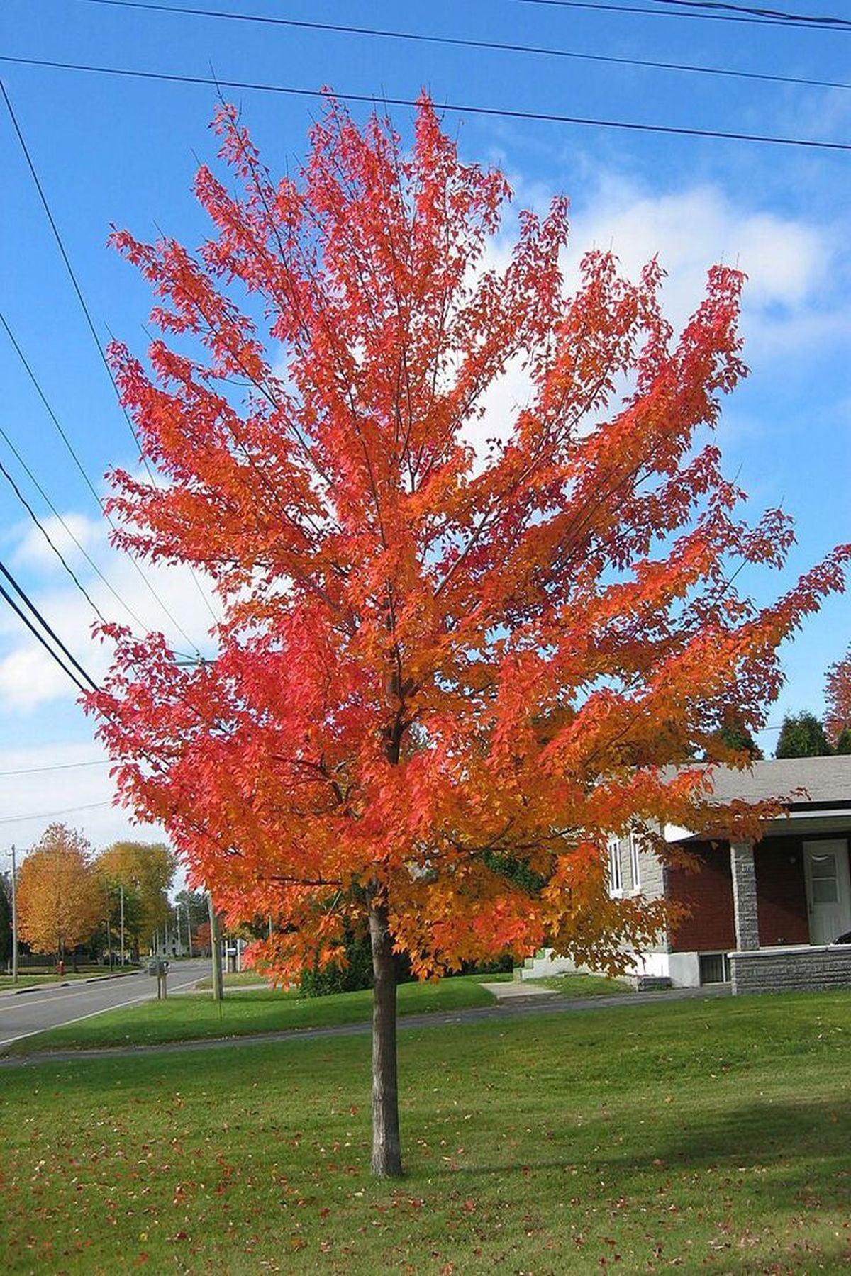 3 Adet Acer Pseudoplatanus (Yalancı Çınar Yapraklı Akçaağaç)+50 cm - Bahçenize Zarafet ve Gölge Katın