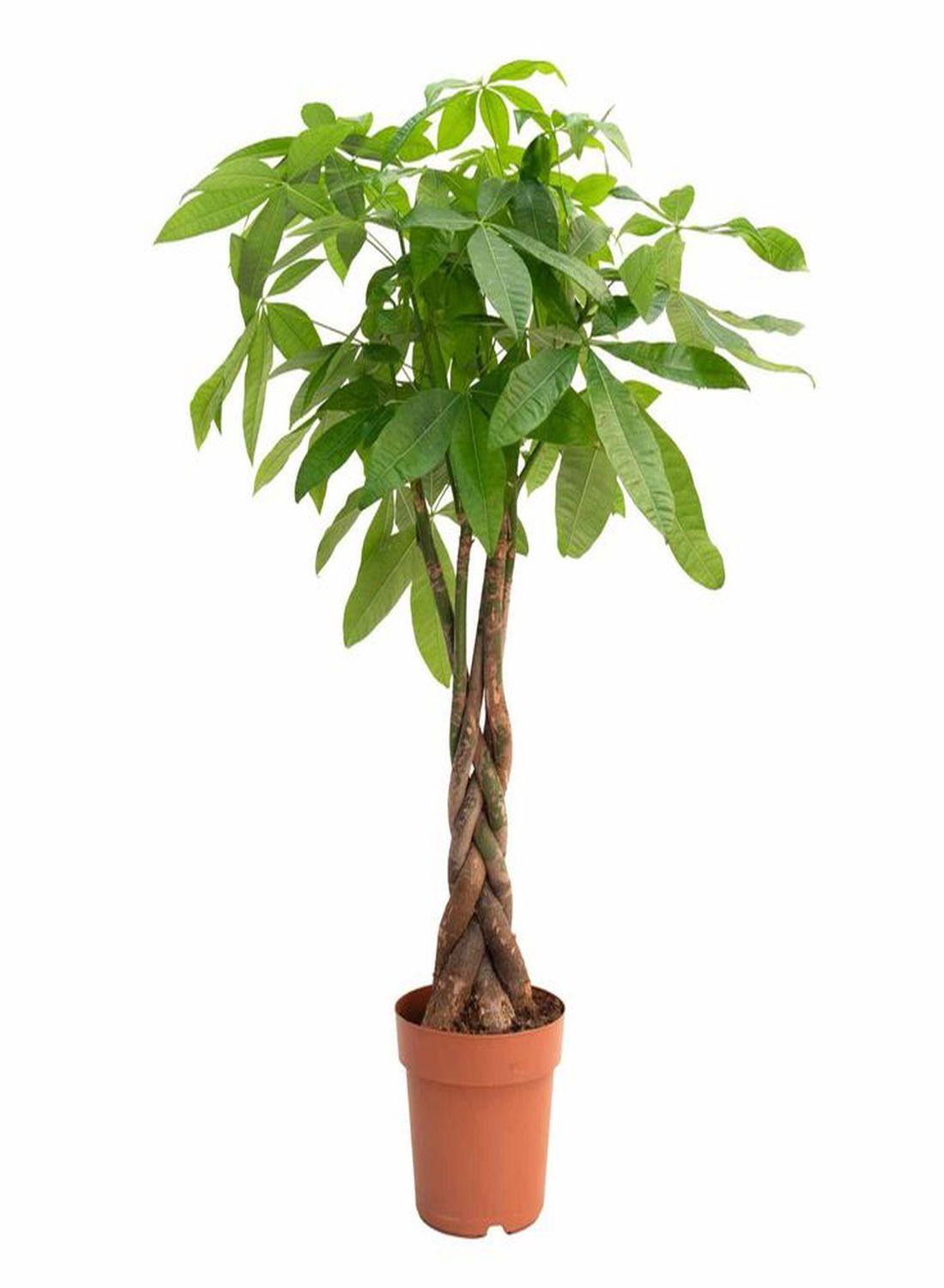 Para Ağacı - Pachira Aquatica (40-50 cm) | Evinize Şans ve Bereket Getirin!
