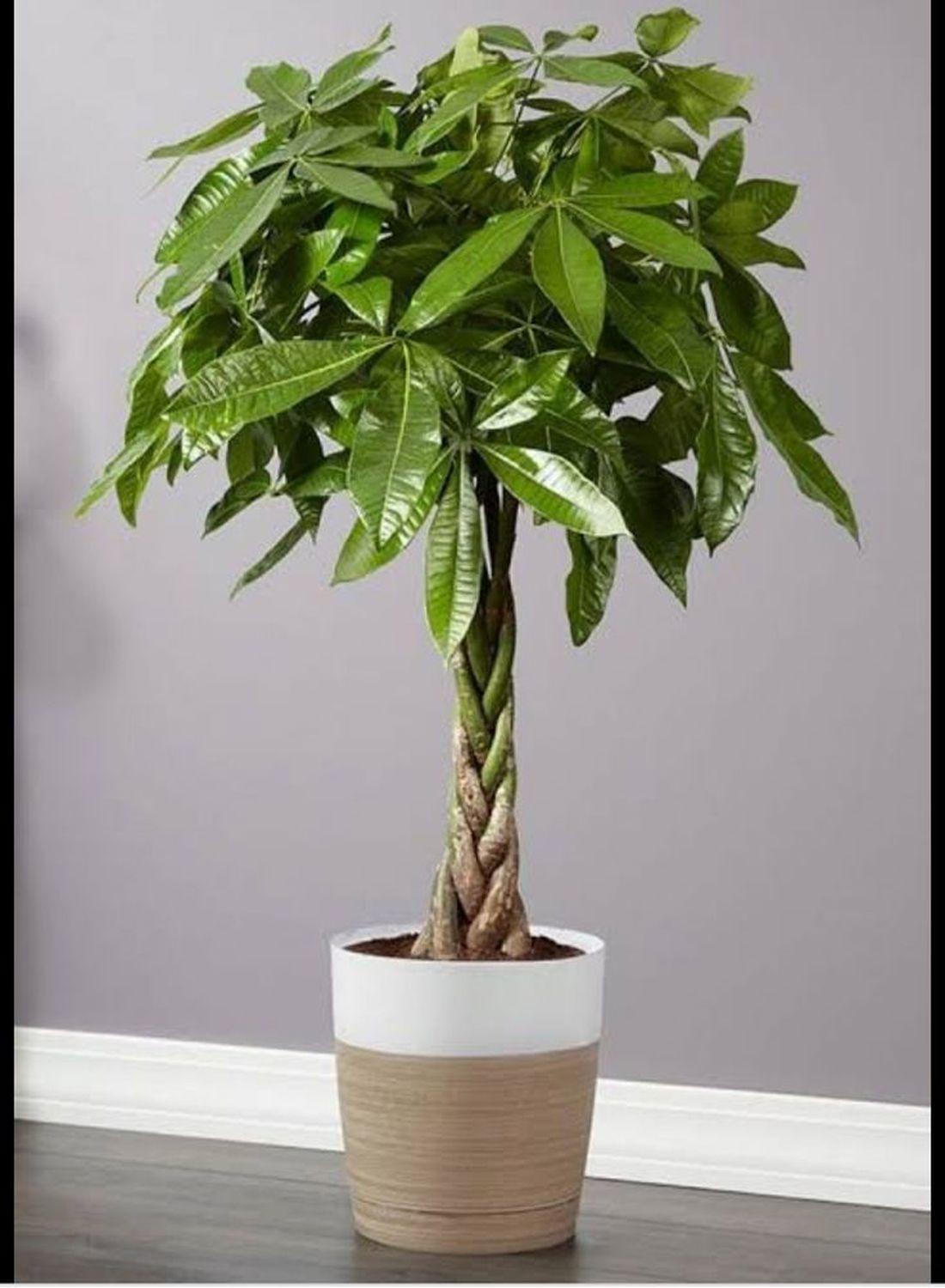 Para Ağacı - Pachira Aquatica (40-50 cm) | Evinize Şans ve Bereket Getirin!