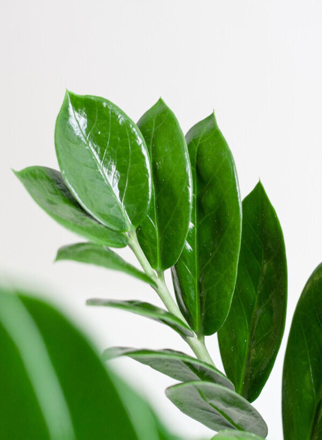 Zamioculcas Zamiifolia 50-70 cm - Zamia Çiçeği İç Mekan Dekorasyonu İçin Şık Seçenek