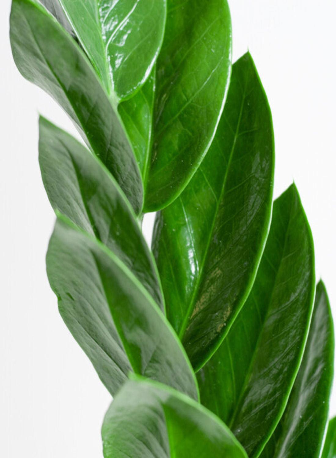 Zamioculcas Zamiifolia 50-70 cm - Zamia Çiçeği İç Mekan Dekorasyonu İçin Şık Seçenek