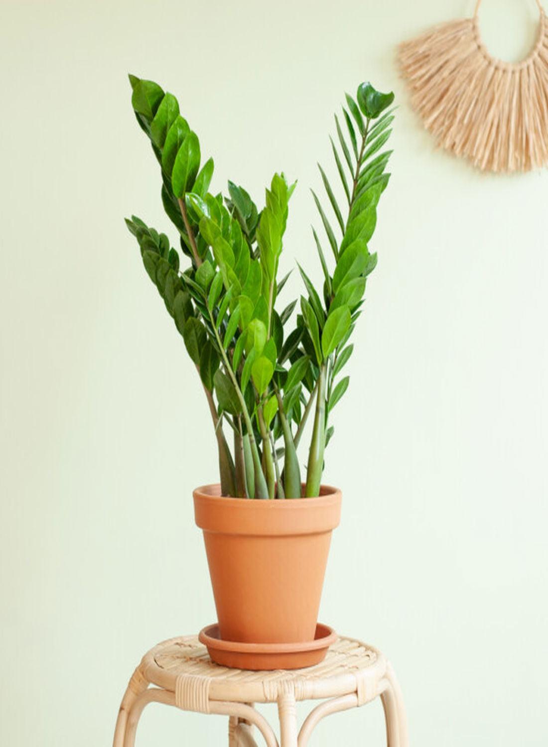 Zamioculcas Zamiifolia 50-70 cm - Zamia Çiçeği İç Mekan Dekorasyonu İçin Şık Seçenek