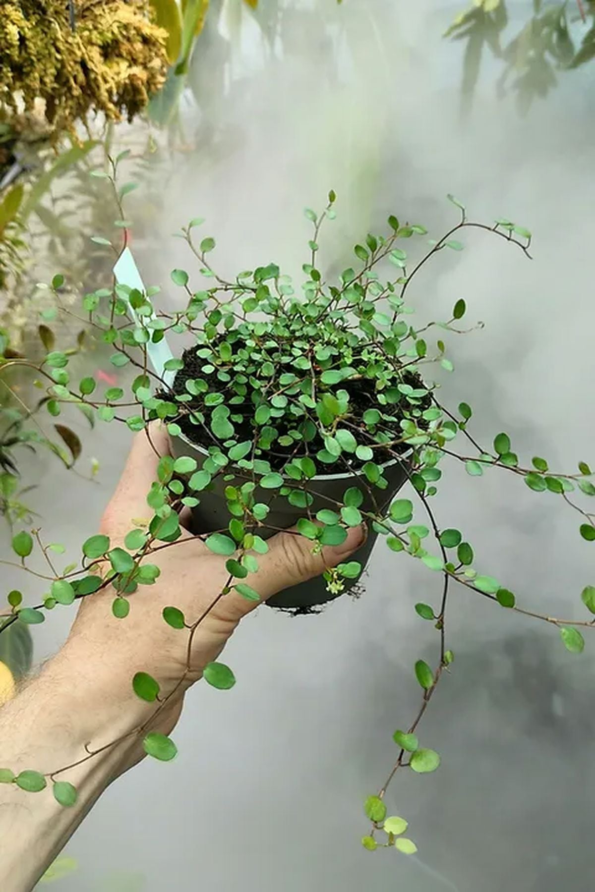 5 Adet Muehlenbeckia Complexa Fidesi 5-10 cm - Bahçe ve Balkonlar İçin İdeal!