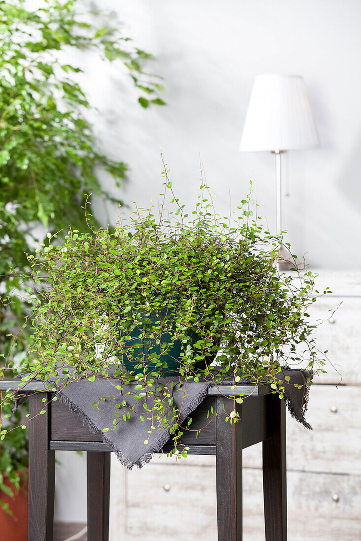 5 Adet Muehlenbeckia Complexa Fidesi 5-10 cm - Bahçe ve Balkonlar İçin İdeal!