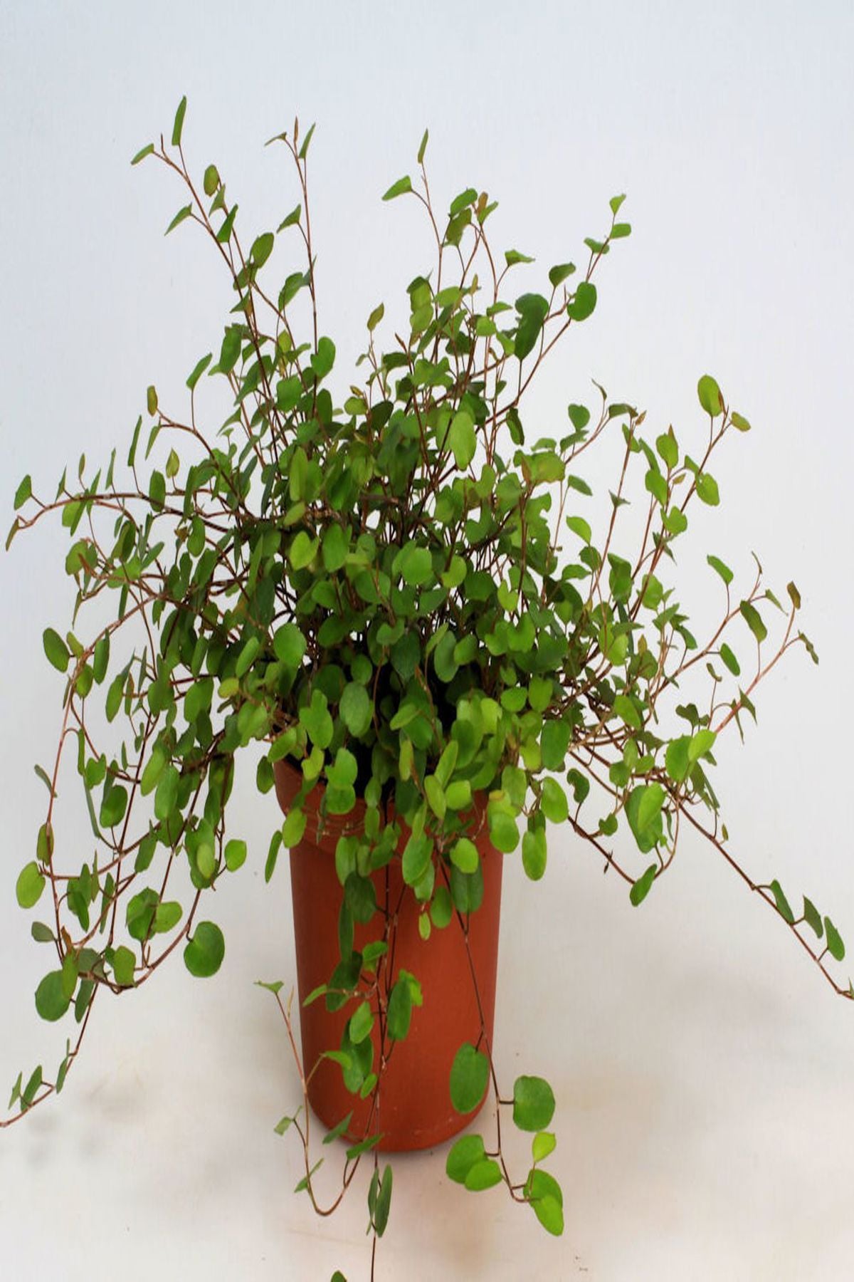 5 Adet Muehlenbeckia Complexa Fidesi 5-10 cm - Bahçe ve Balkonlar İçin İdeal!