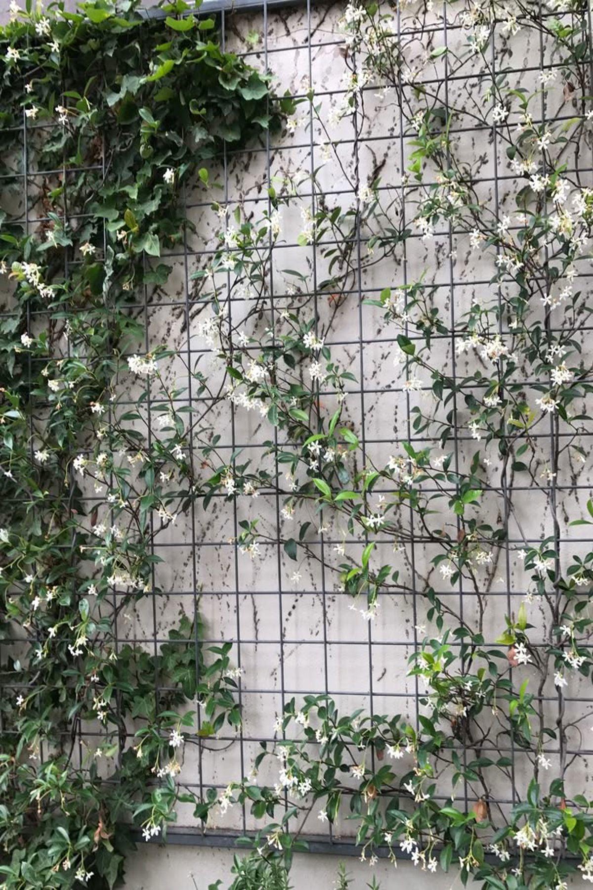 20 Adet Rhyncospermum Jasminoides (Arap Yasemini) Fidanı 80-120 cm| Mis Kokulu ve Dayanıklı Bahçe Bitkisi |