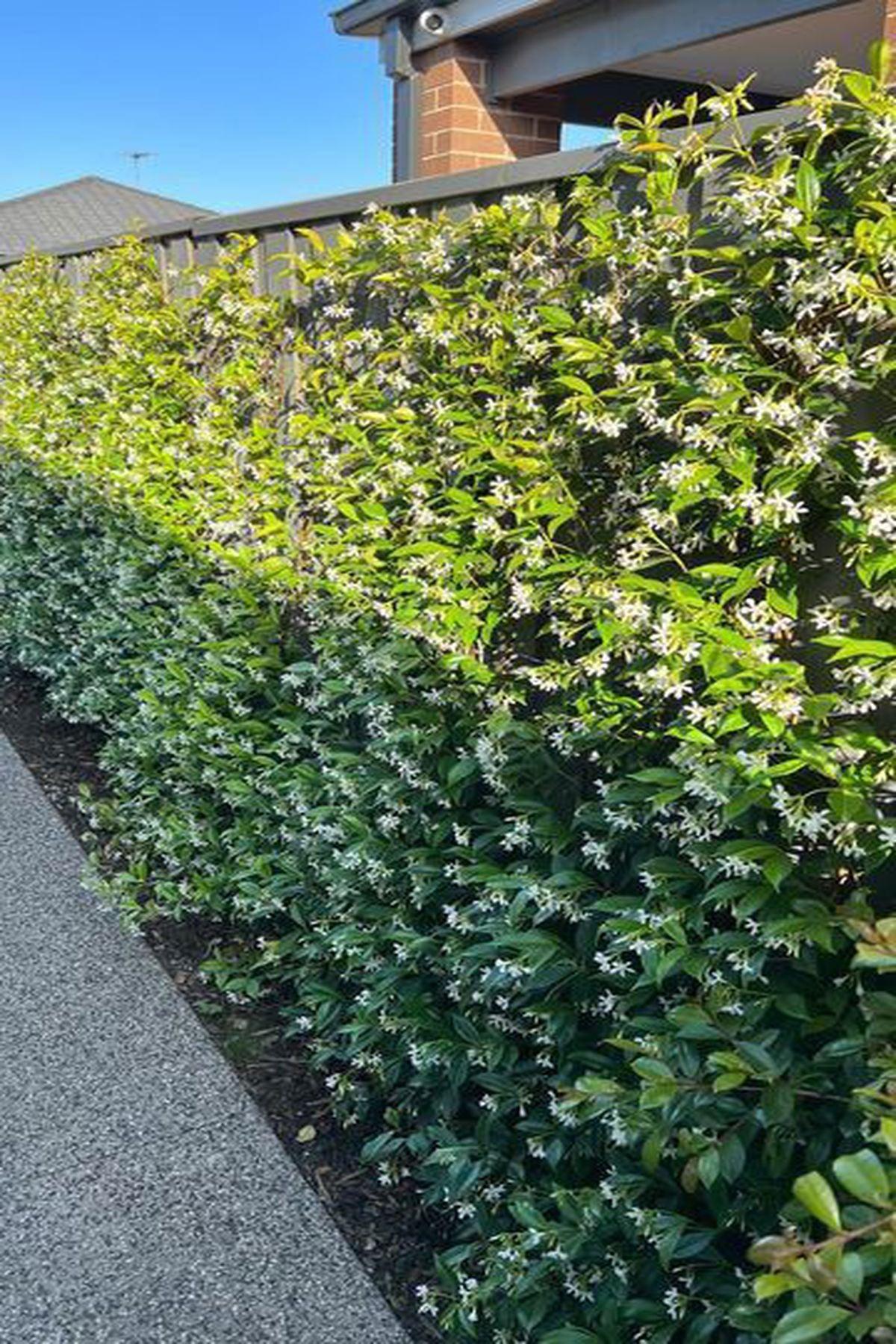 2 Adet Rhyncospermum Jasminoides (Arap Yasemini) Fidanı 150-175 cm| Mis Kokulu ve Dayanıklı Bahçe Bitkisi |