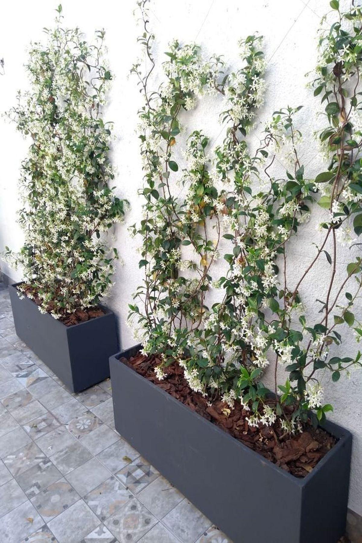 3 Adet Rhyncospermum Jasminoides (Arap Yasemini) Fidanı 80-100 cm| Mis Kokulu ve Dayanıklı Bahçe Bitkisi |