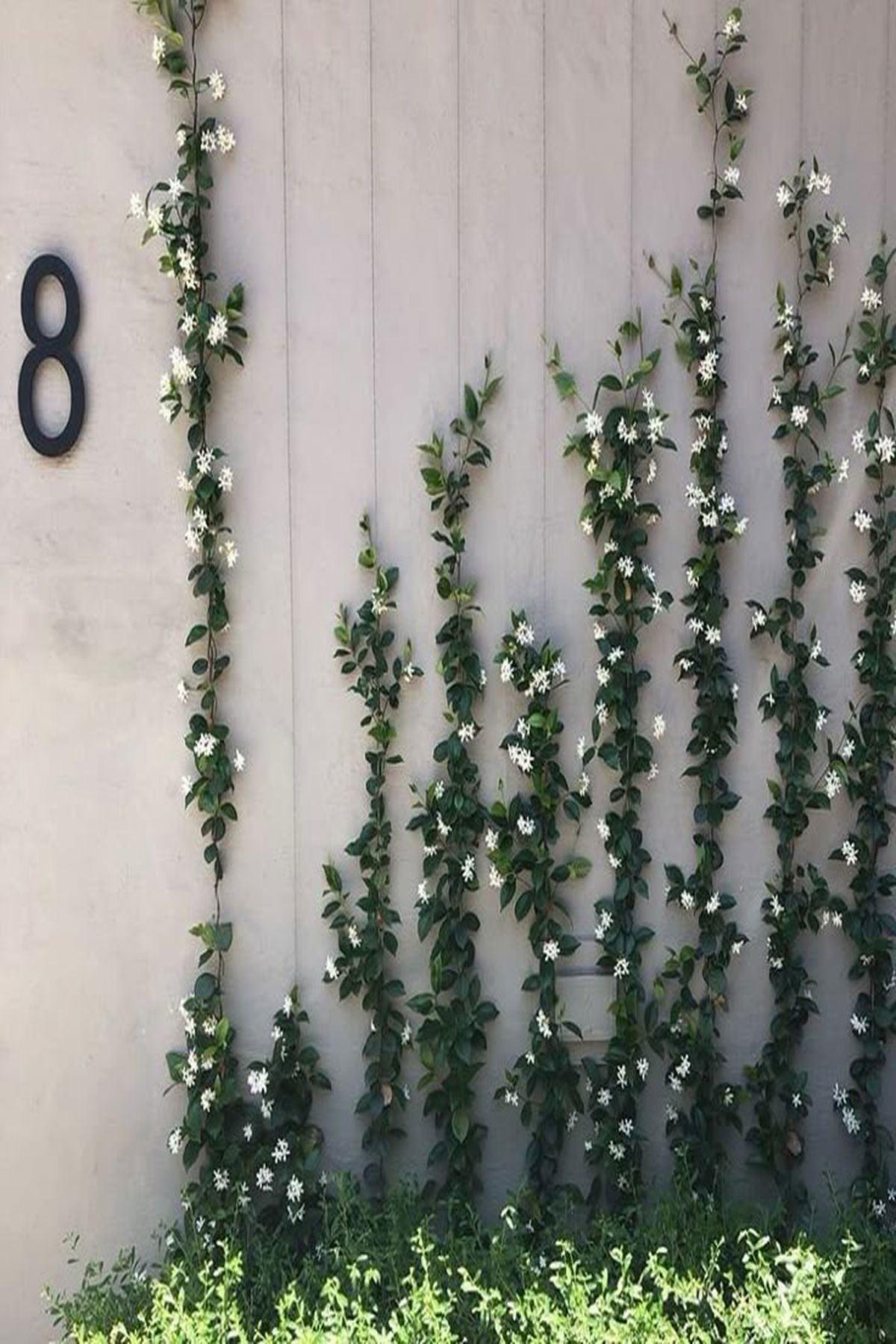 2 Adet Rhyncospermum Jasminoides (Arap Yasemini) Fidanı 150-175 cm| Mis Kokulu ve Dayanıklı Bahçe Bitkisi |