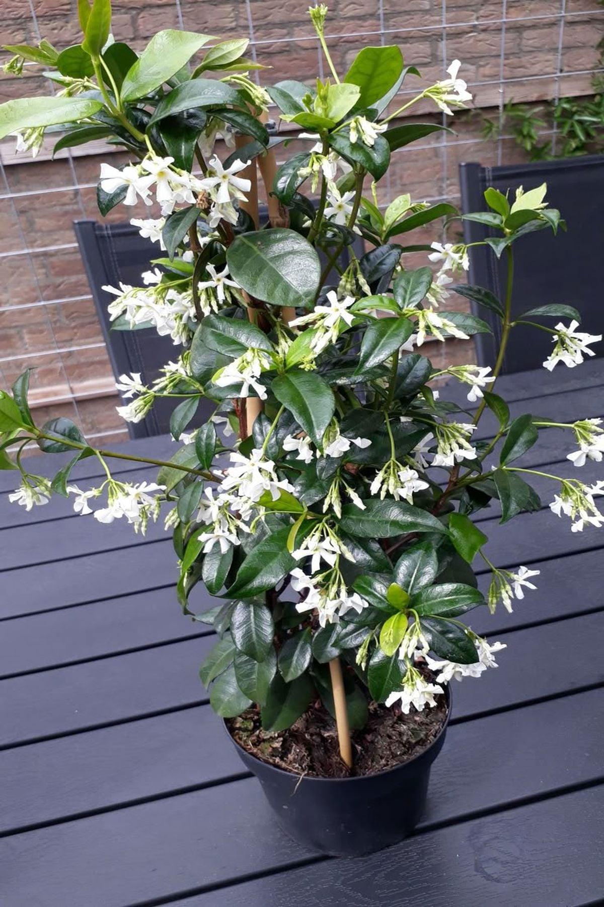 10 Adet Rhyncospermum Jasminoides (Arap Yasemini) Fidanı 80-120 cm| Mis Kokulu ve Dayanıklı Bahçe Bitkisi |