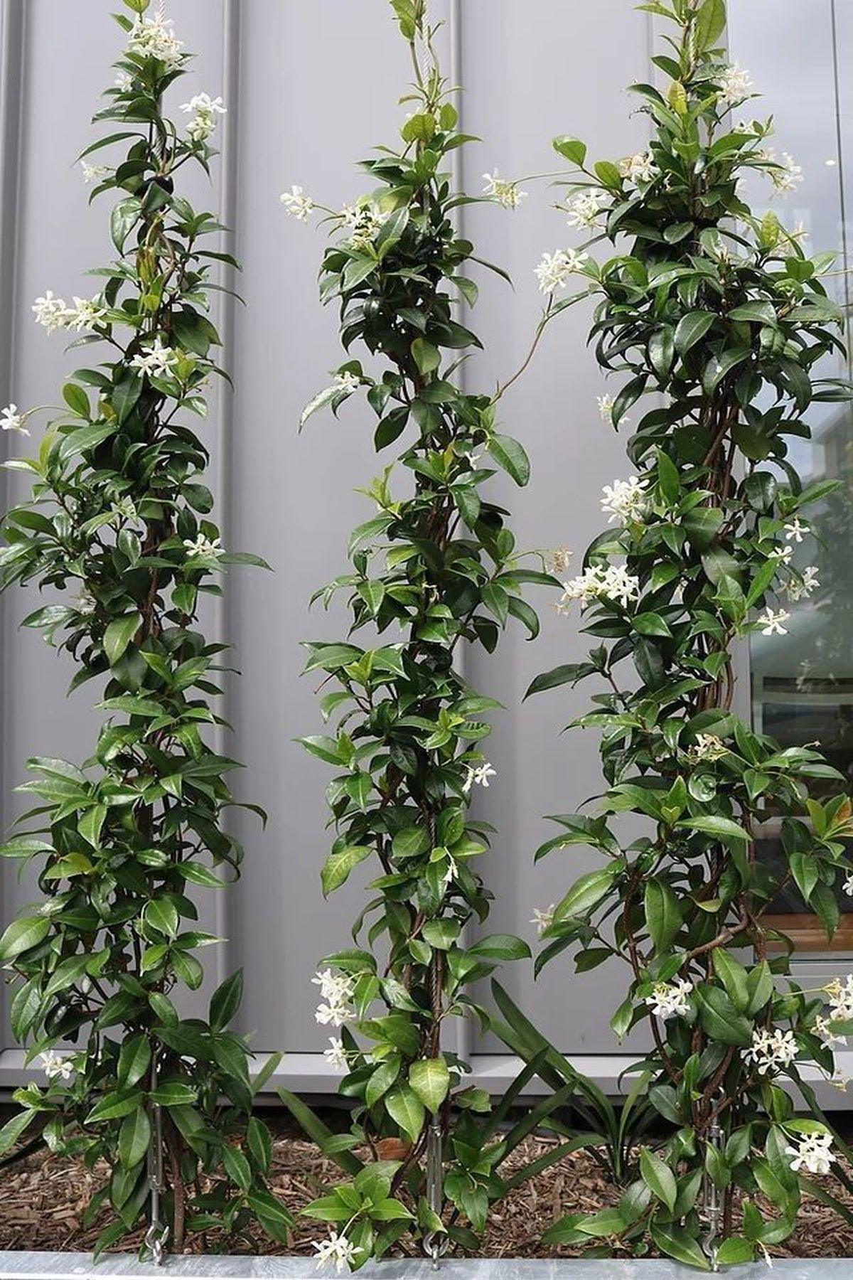 20 Adet Rhyncospermum Jasminoides (Arap Yasemini) Fidanı 80-120 cm| Mis Kokulu ve Dayanıklı Bahçe Bitkisi |