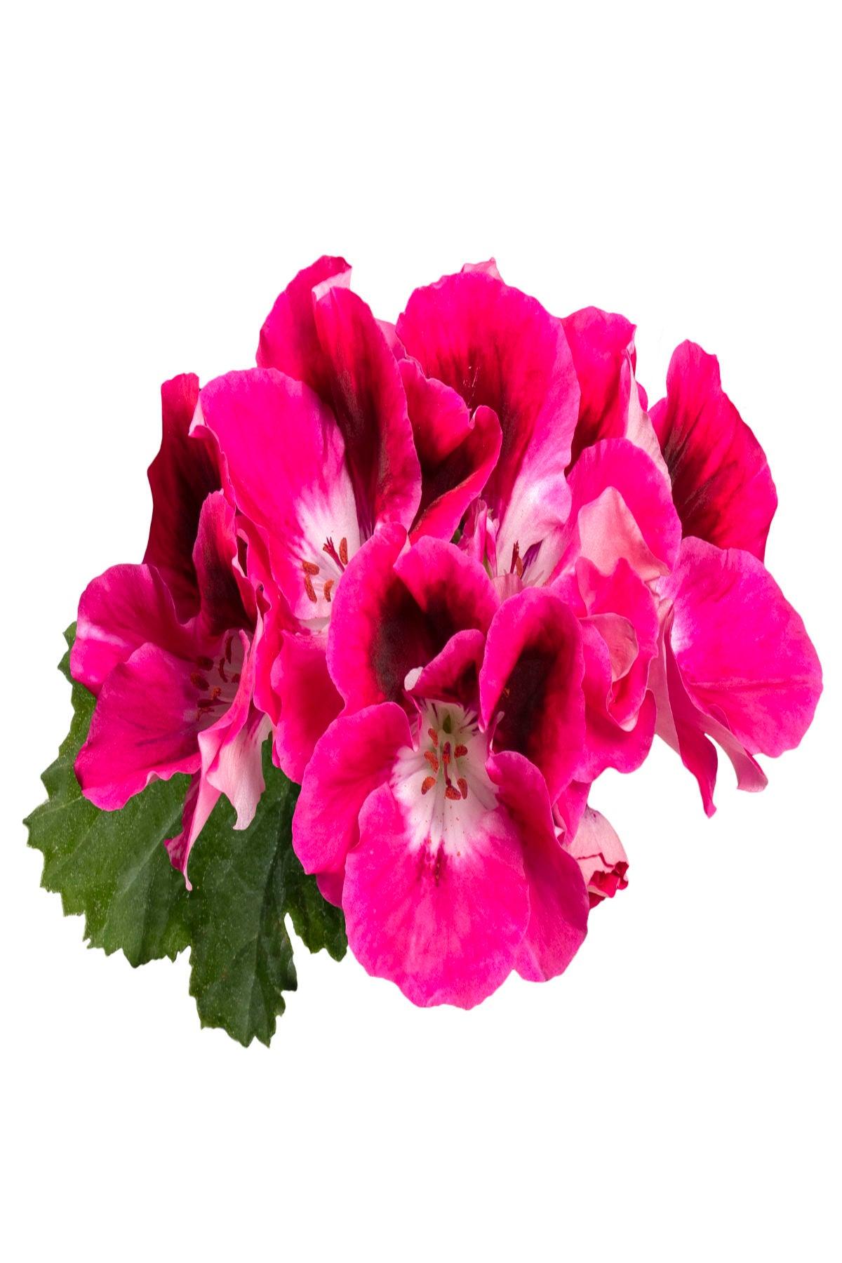 10 Adet Fuşya Canan Sardunya Fidesi (mini saksıda-5-10 cm)- Bahçenize Renk ve Canlılık Katın!