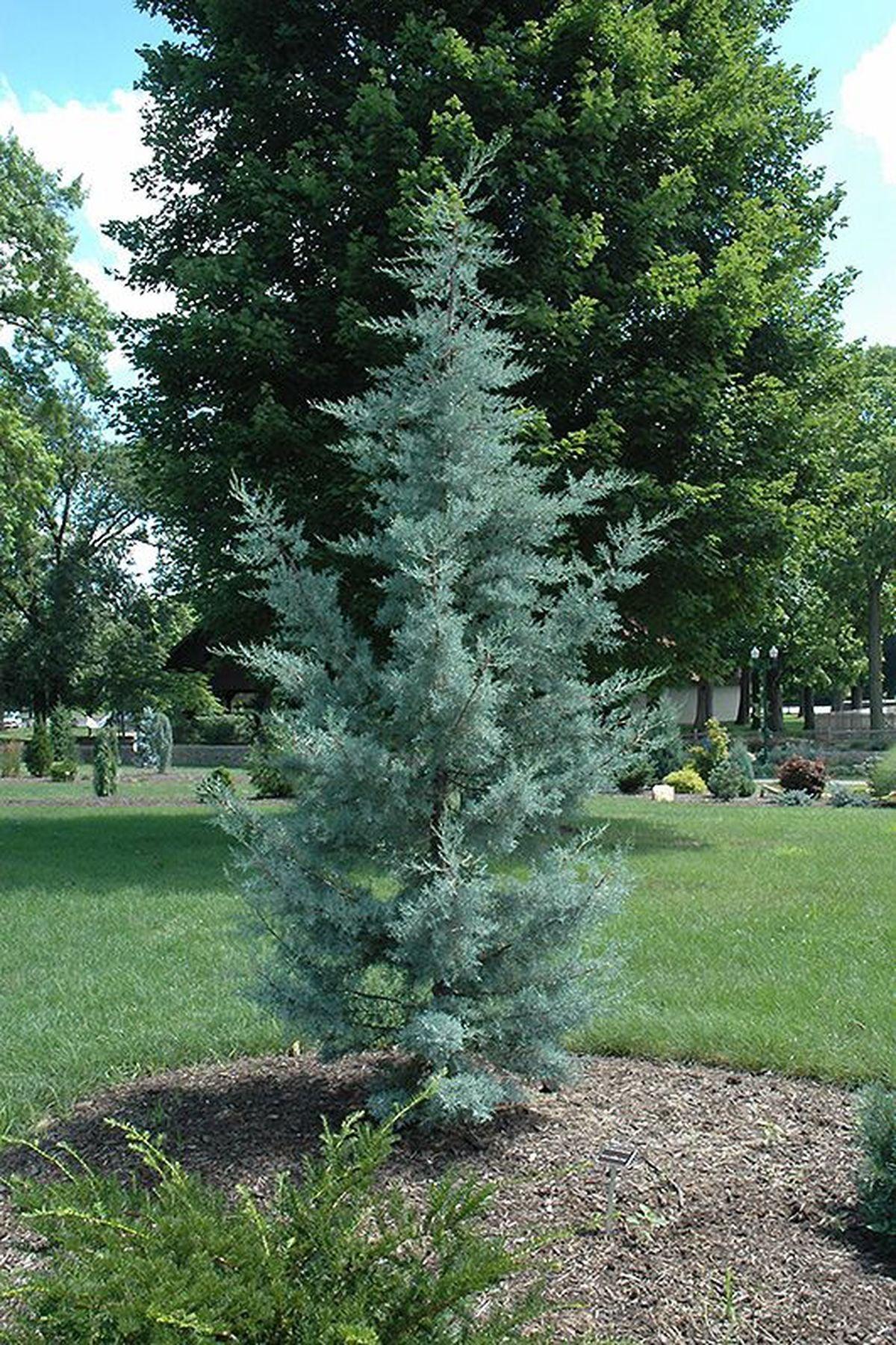 3 Adet Cupressus Arizonica Mavi Servi Mavi Selvi Fidanı(90-120cm) – ModaBotanik’te!