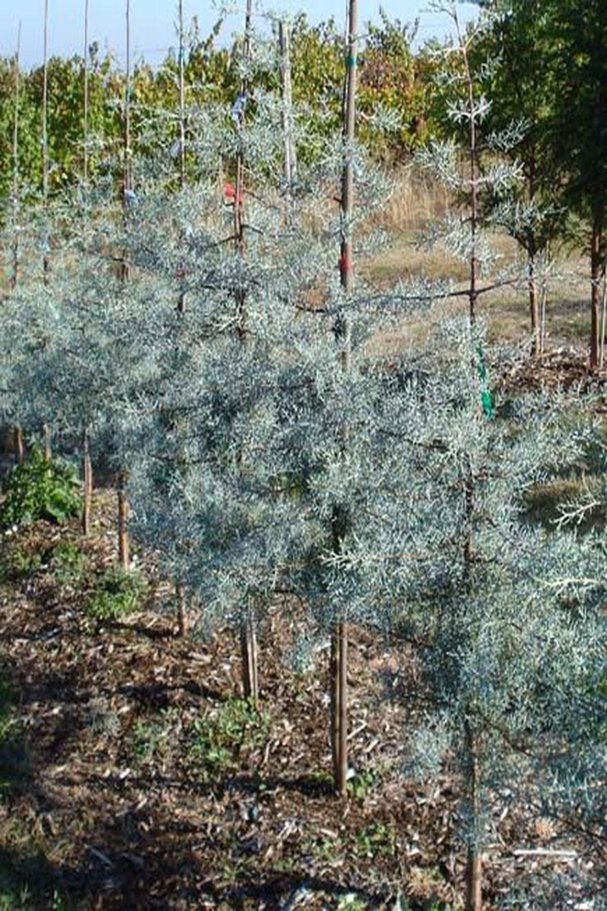 3 Adet Cupressus Arizonica Mavi Servi Mavi Selvi Fidanı(90-120cm) – ModaBotanik’te!