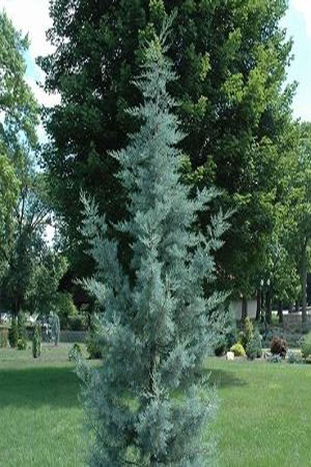 3 Adet Cupressus Arizonica Mavi Servi Mavi Selvi Fidanı(90-120cm) – ModaBotanik’te!
