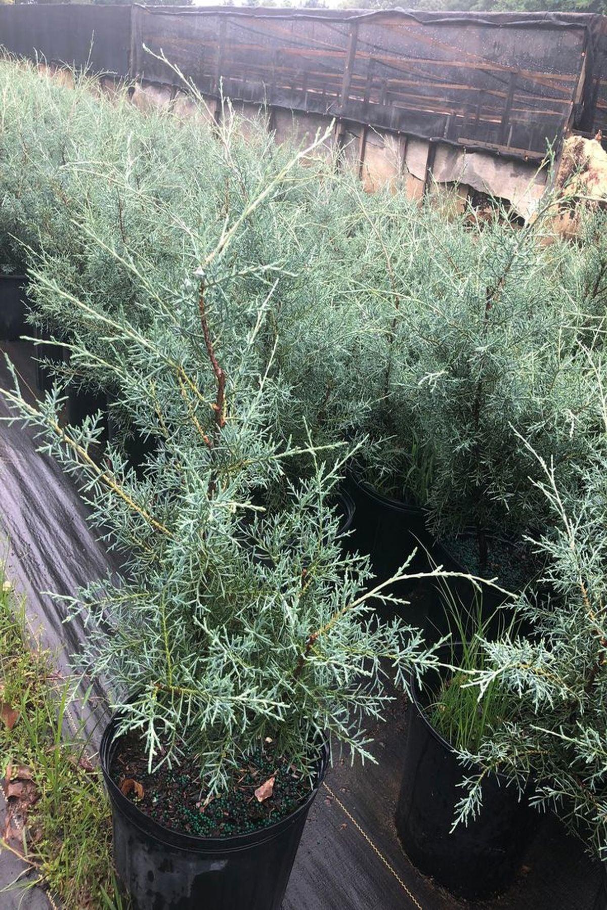 3 Adet Cupressus Arizonica Mavi Servi Mavi Selvi Fidanı(90-120cm) – ModaBotanik’te!
