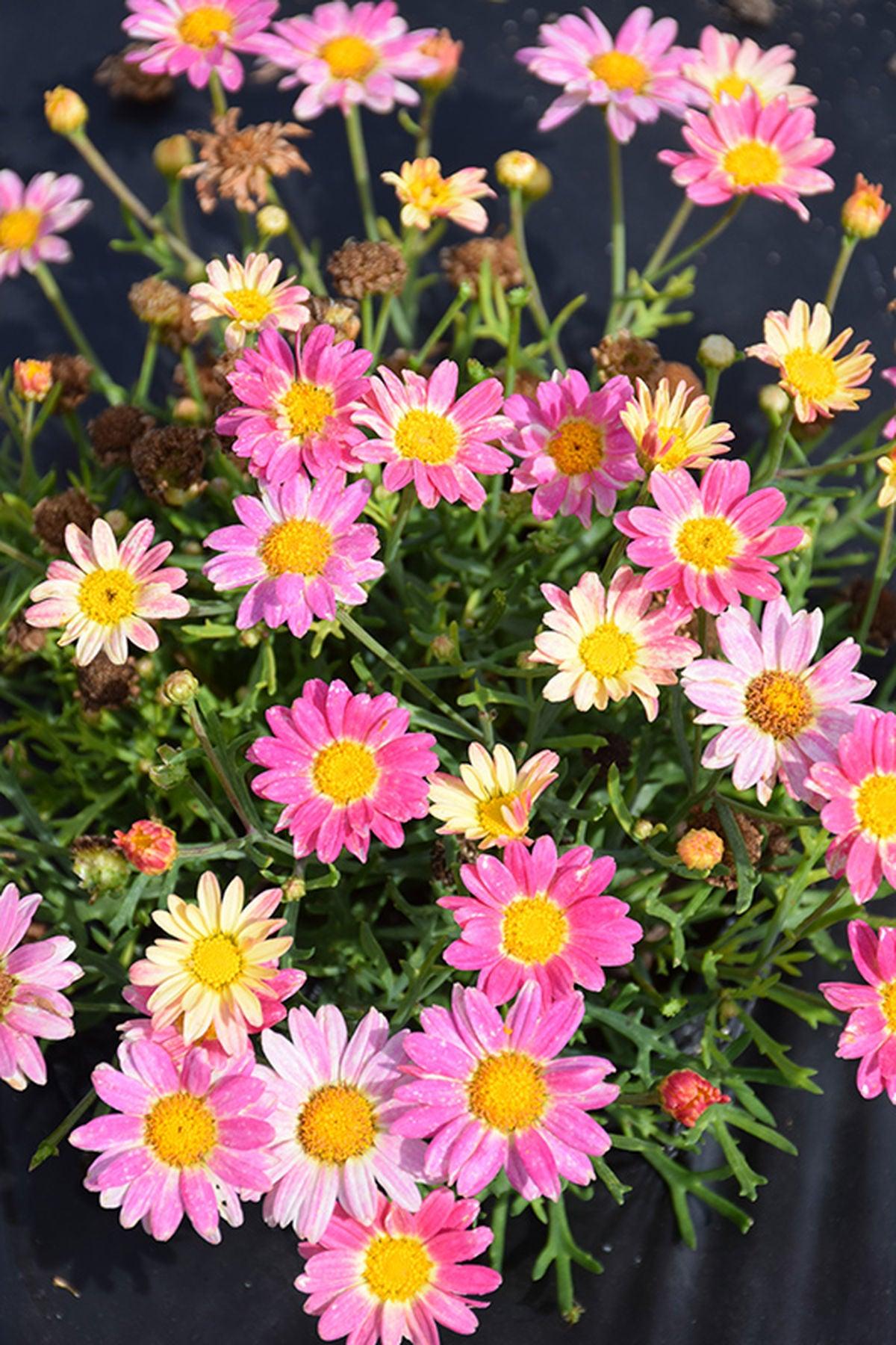 10 Adet Pembe Limon Çeşme Papatyası Fidesi(mini saksı 5-10 cm) - Aramis Lemon Pink ile Bahçenizi Renklendirin!