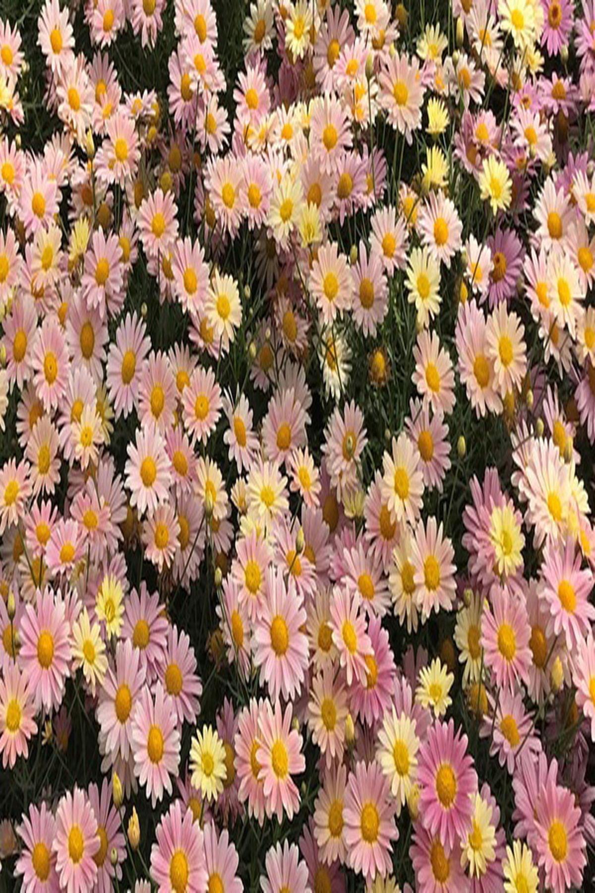 10 Adet Pembe Limon Çeşme Papatyası Fidesi(mini saksı 5-10 cm) - Aramis Lemon Pink ile Bahçenizi Renklendirin!