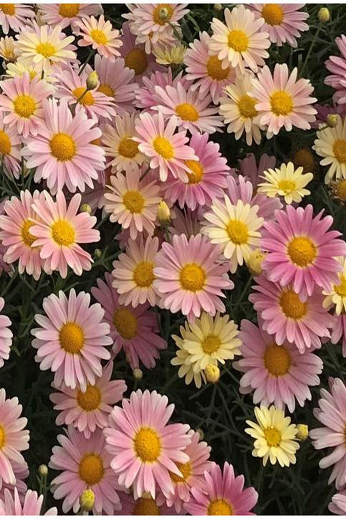 10 Adet Pembe Limon Çeşme Papatyası Fidesi(mini saksı 5-10 cm) - Aramis Lemon Pink ile Bahçenizi Renklendirin!