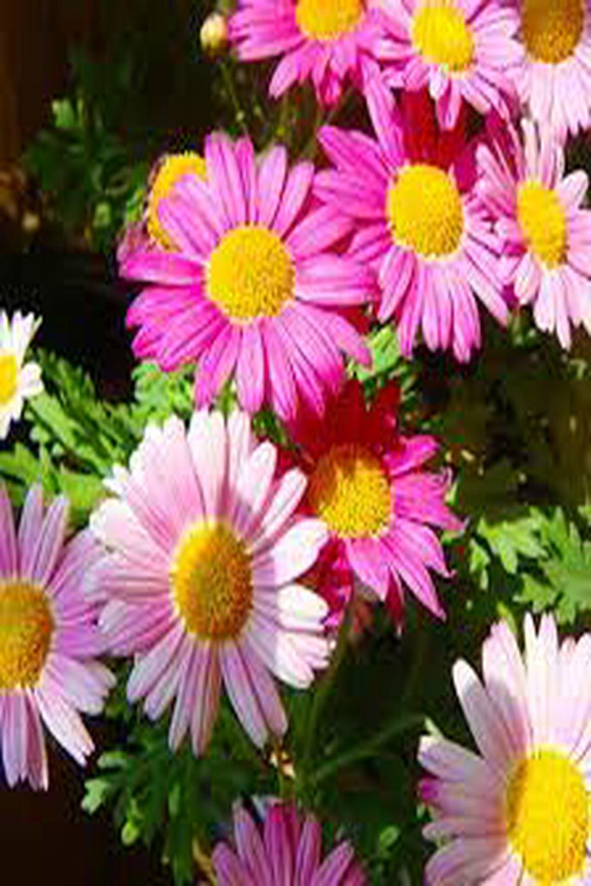 10 Adet Pembe Limon Çeşme Papatyası Fidesi(mini saksı 5-10 cm) - Aramis Lemon Pink ile Bahçenizi Renklendirin!