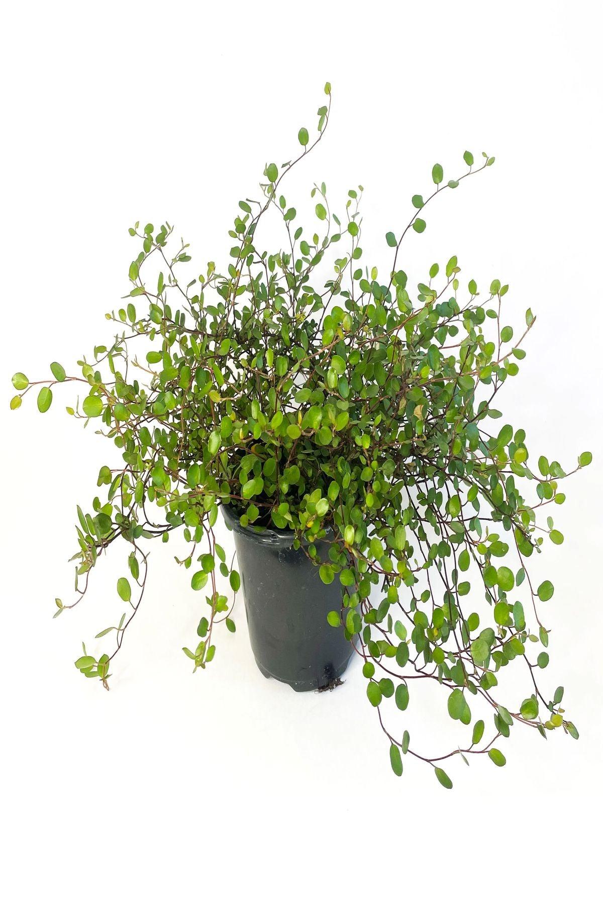 5 Adet İri Yapraklı Muehlenbeckia Giga Fidesi ile Bahçenizi Canlandırın (mini saksı 5-10 cm) - Şimdi Satın Al!