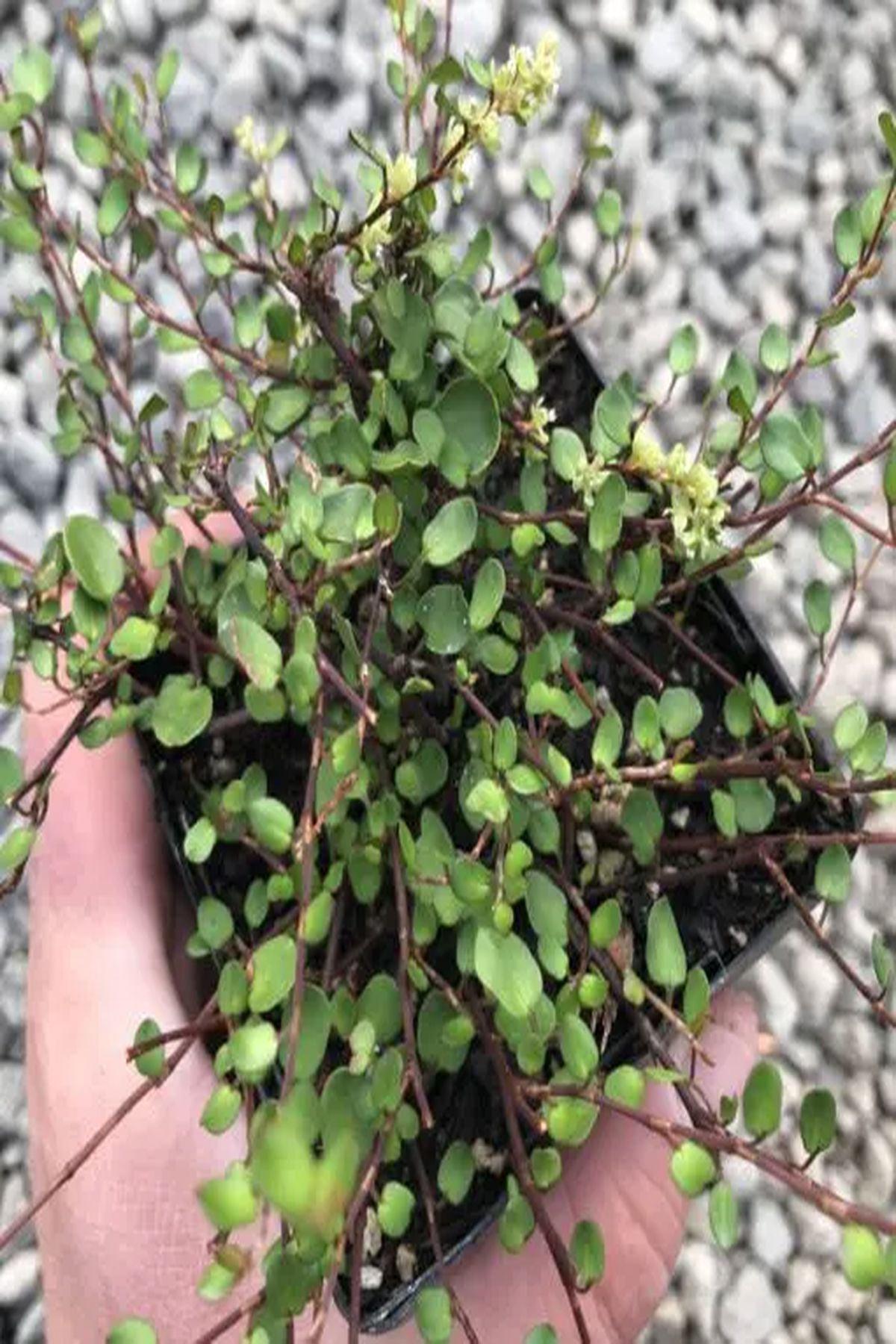 5 Adet İri Yapraklı Muehlenbeckia Giga Fidesi ile Bahçenizi Canlandırın (mini saksı 5-10 cm) - Şimdi Satın Al!