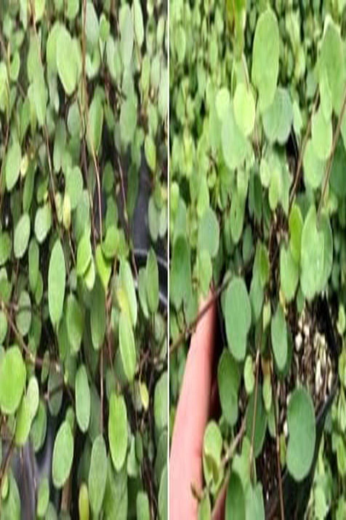 5 Adet İri Yapraklı Muehlenbeckia Giga Fidesi ile Bahçenizi Canlandırın (mini saksı 5-10 cm) - Şimdi Satın Al!