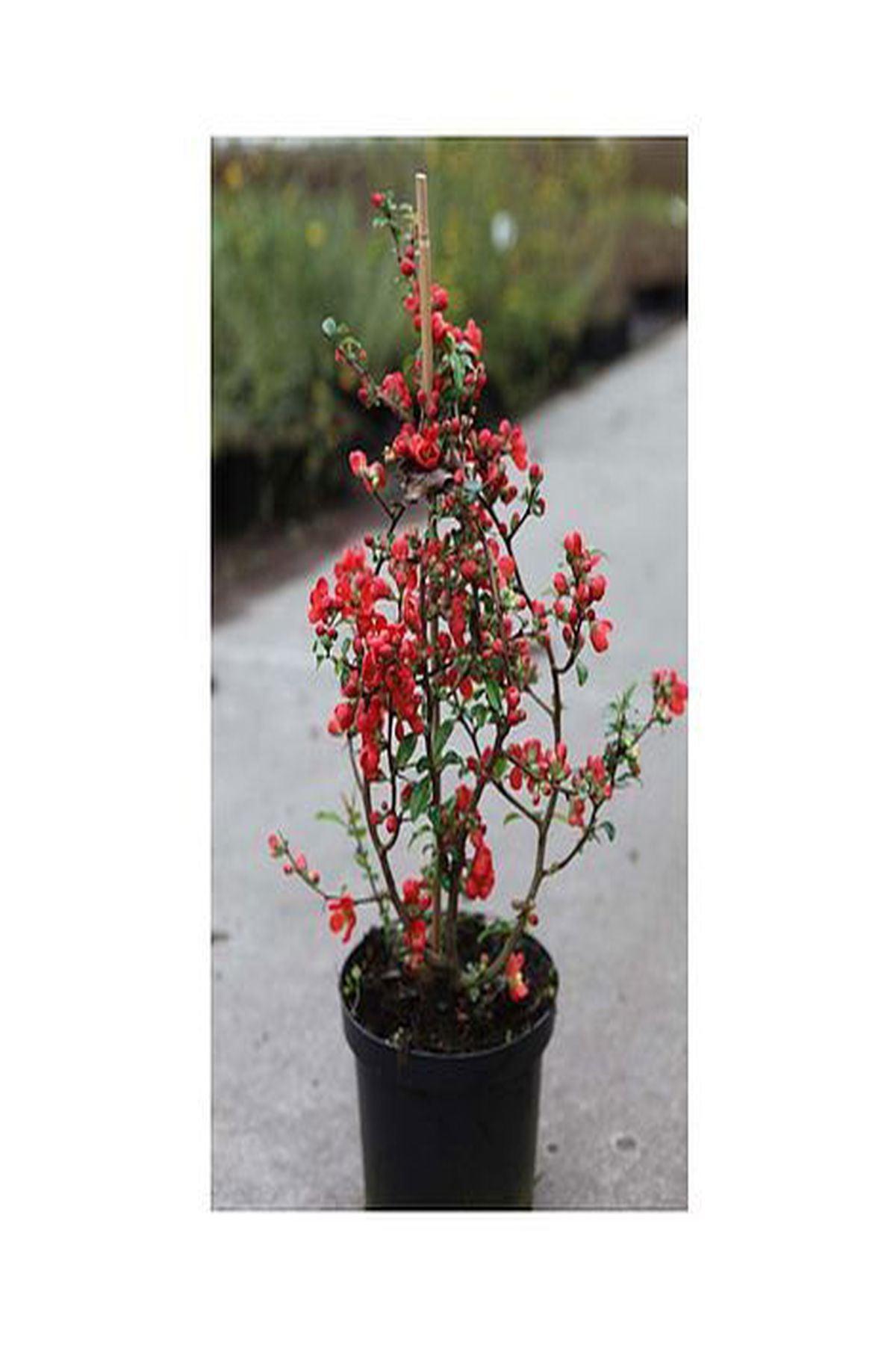 3 Adet Kırmızı Çiçekli Bahar Dalı (Chaenomeles japonica 40-60cm) – Bahçenize Renk ve Canlılık Katın!