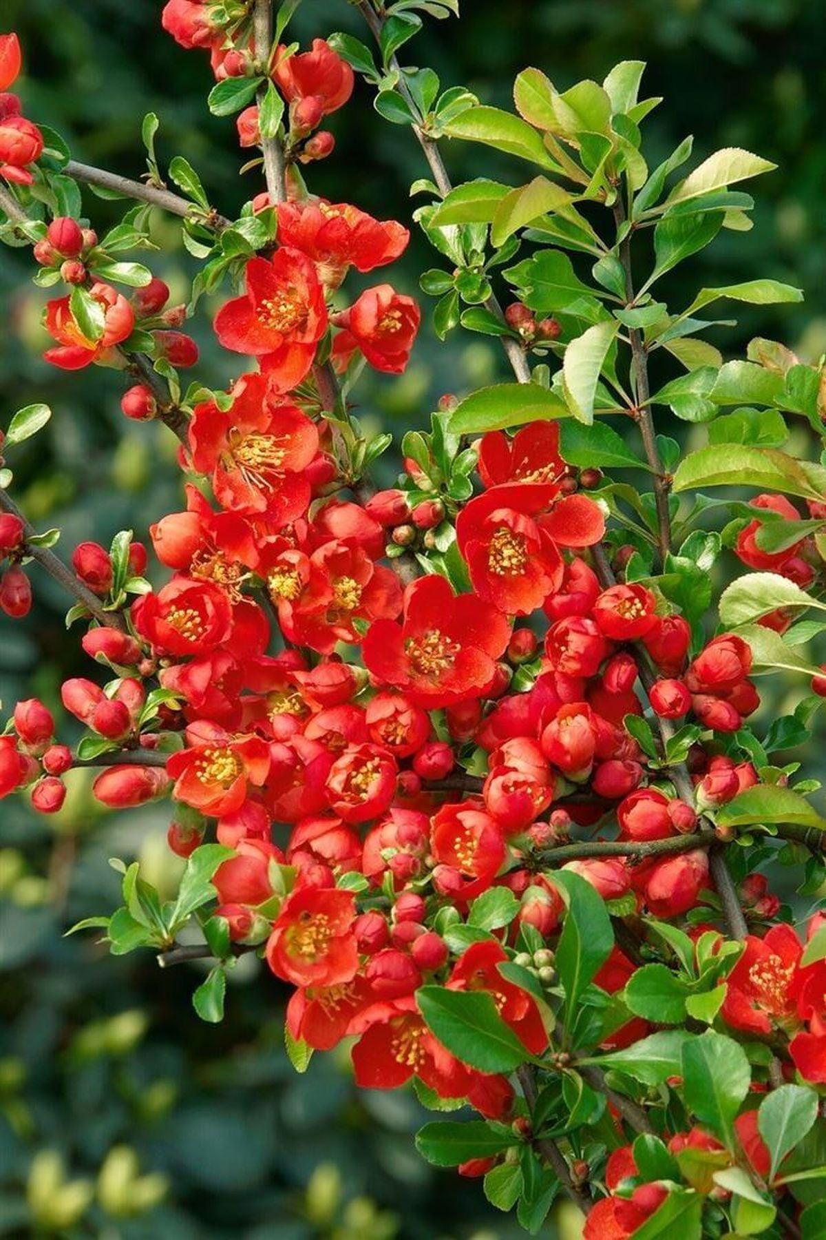 3 Adet Kırmızı Çiçekli Bahar Dalı (Chaenomeles japonica 40-60cm) – Bahçenize Renk ve Canlılık Katın!