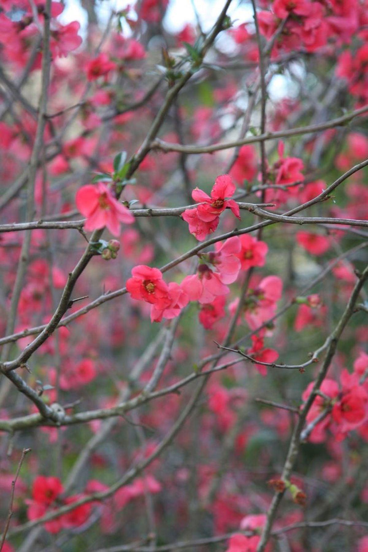 3 Adet Kırmızı Çiçekli Bahar Dalı (Chaenomeles japonica 40-60cm) – Bahçenize Renk ve Canlılık Katın!
